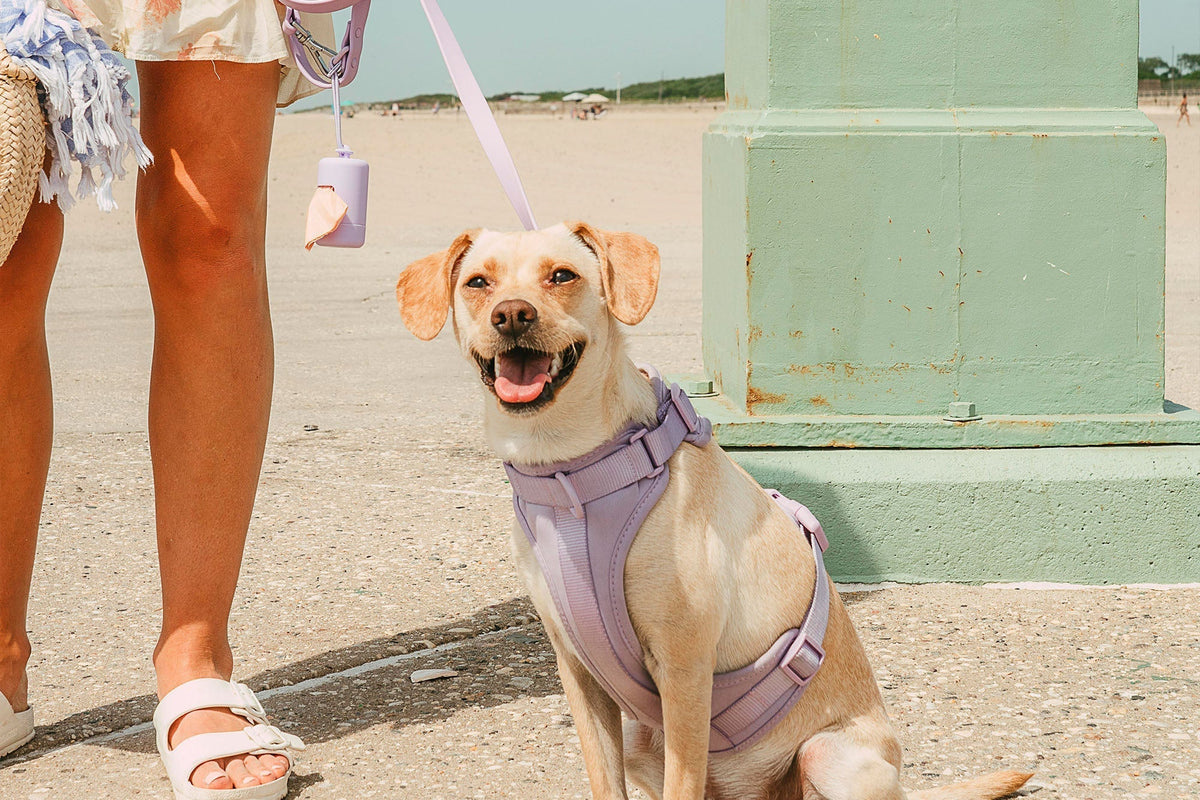 Beat the Heat: Smart Ways to Keep Your Dog Comfortable This Summer