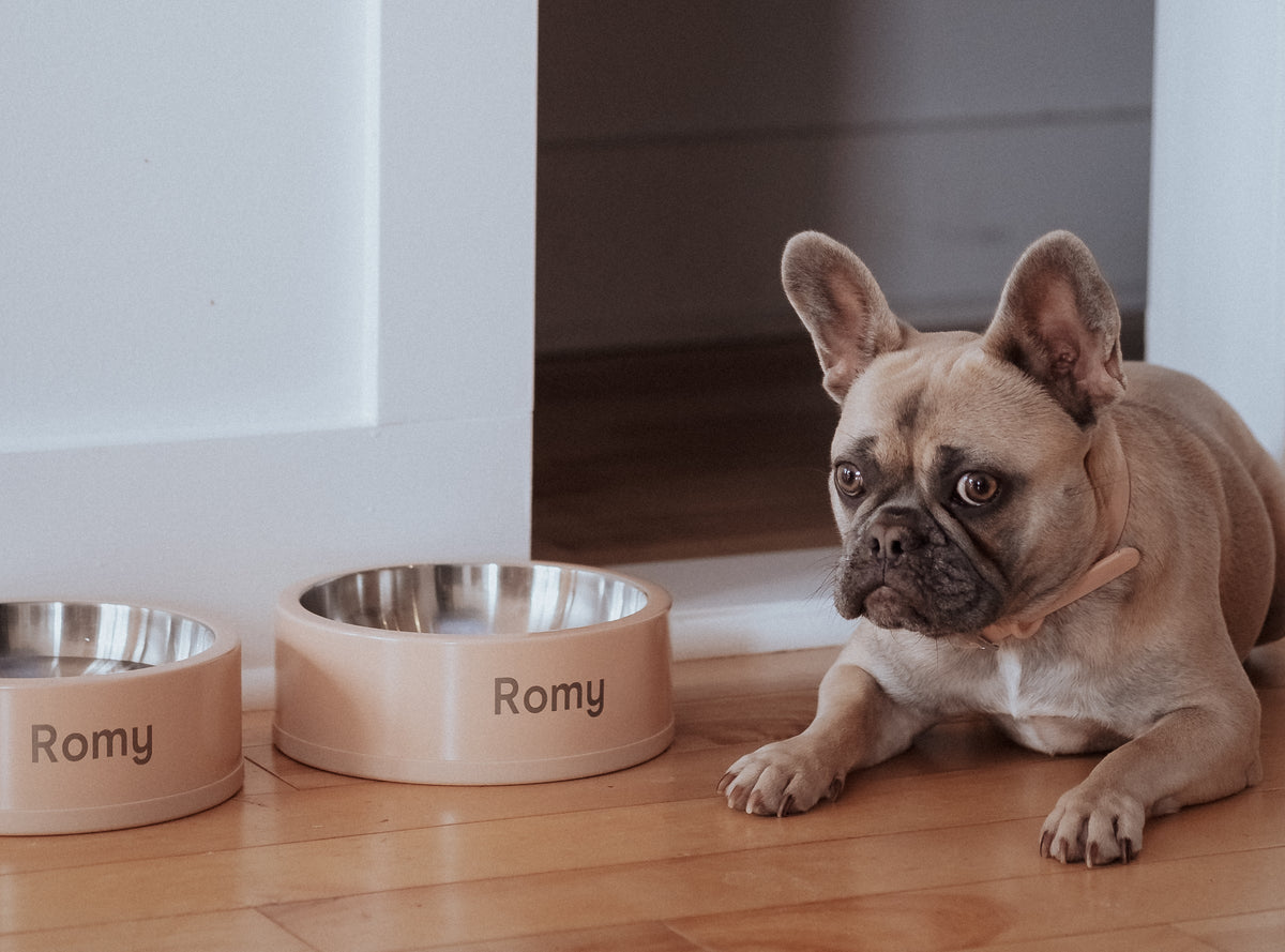 16 Most Popular Funny Dog Names