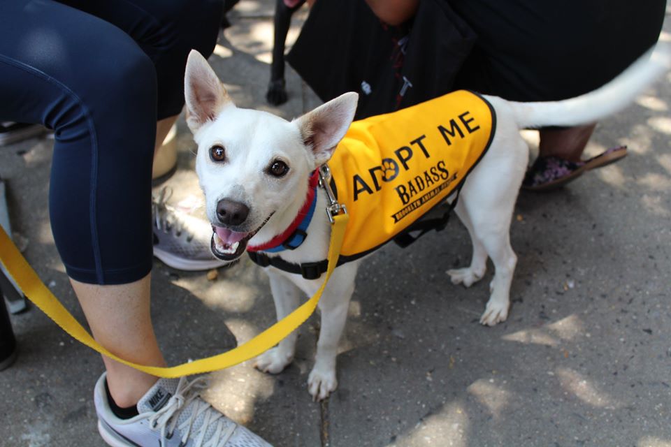 Adopting an Adult Dog: Be Prepared Before Your New Dog Comes Home