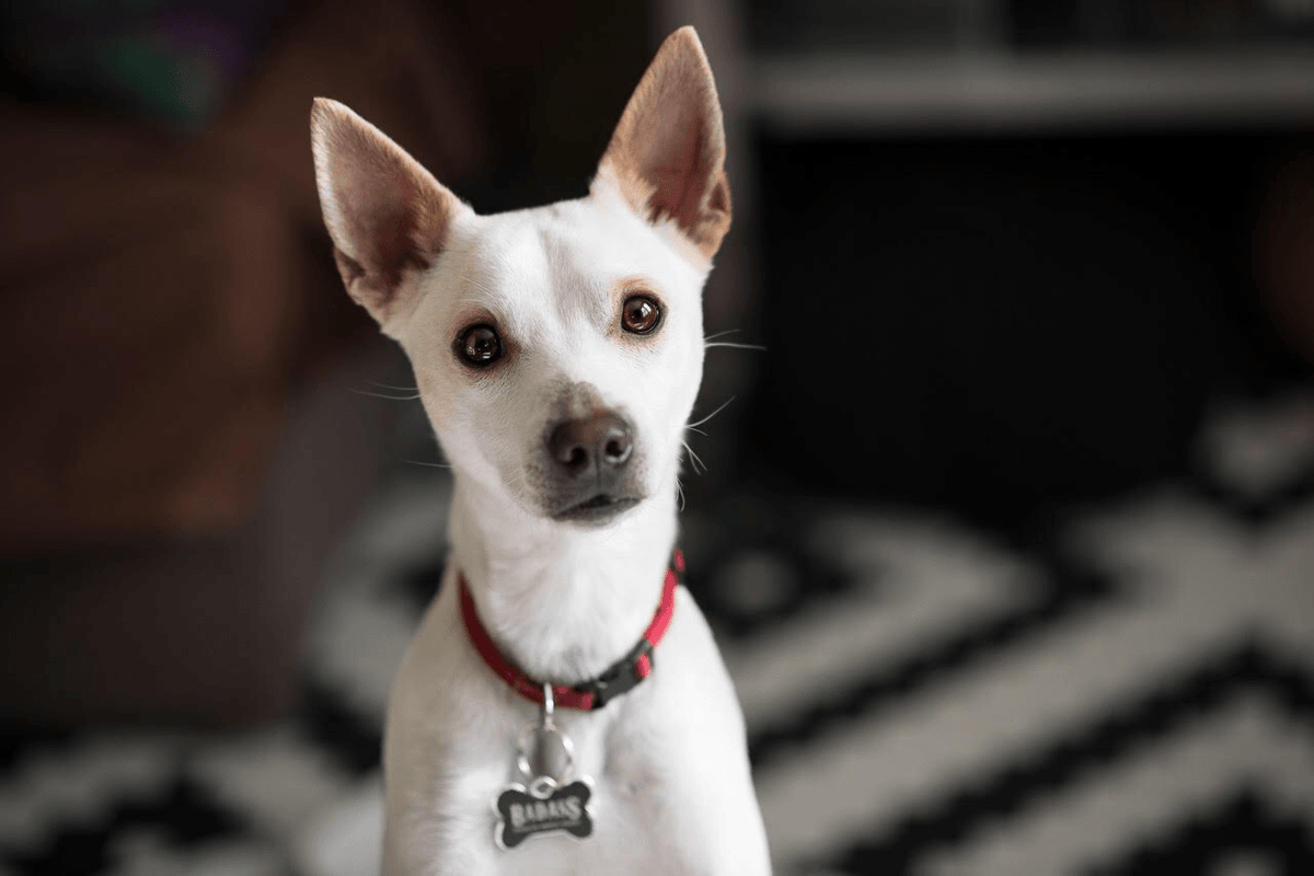 Everything To Know About Rescuing a Puppy