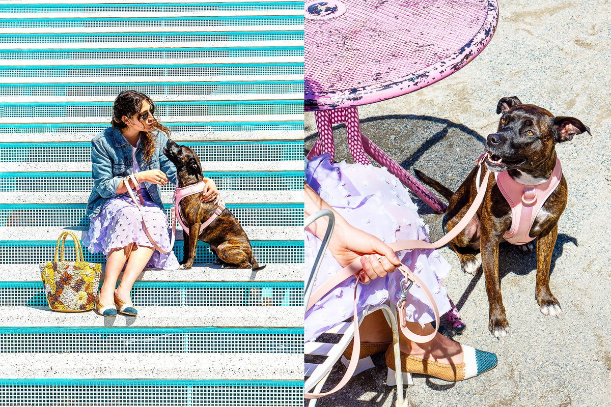 Guide To Keeping Your Dog Safe This Summer