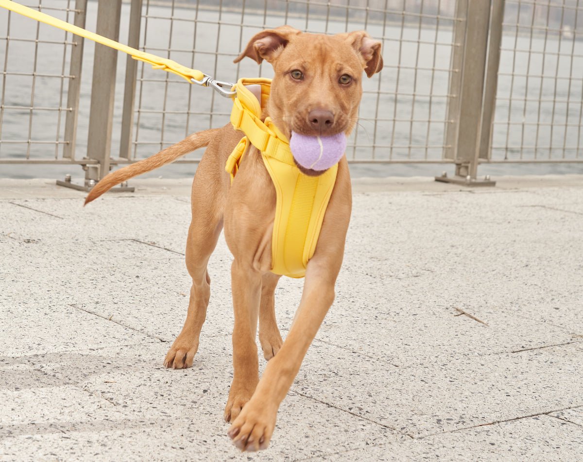 Control Pulling & Opposition Reflex on Dog Walks