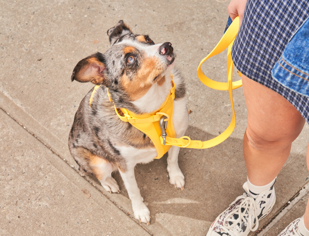 How To Leash Train Your Dog