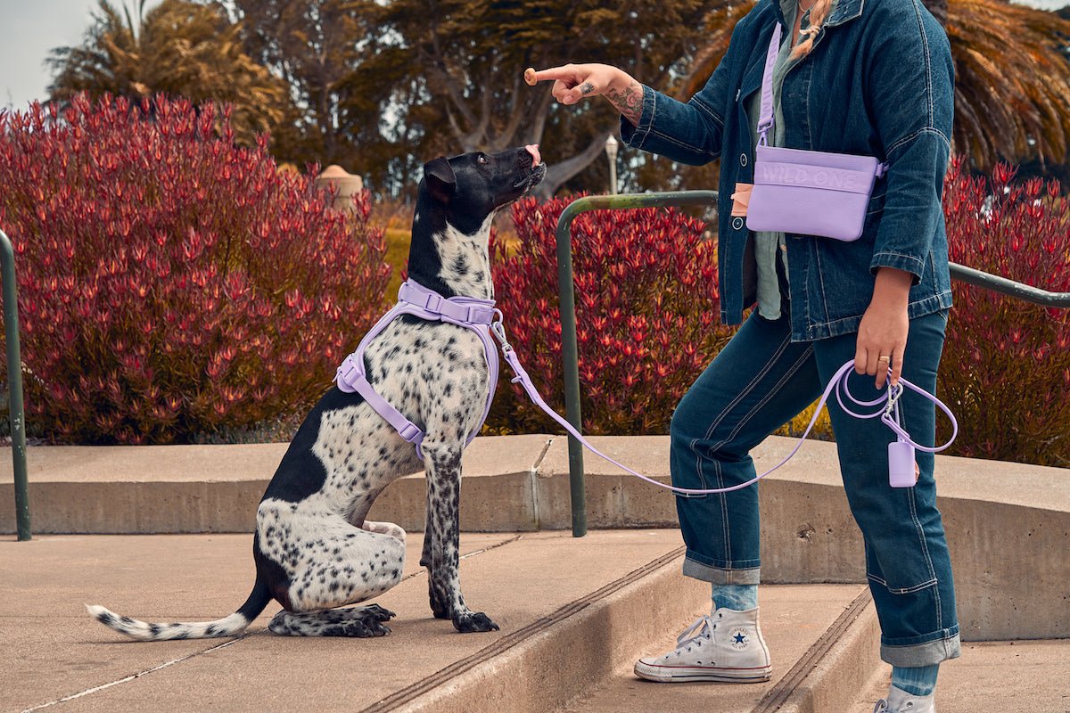 7 Dangers of Retractable Dog Leashes