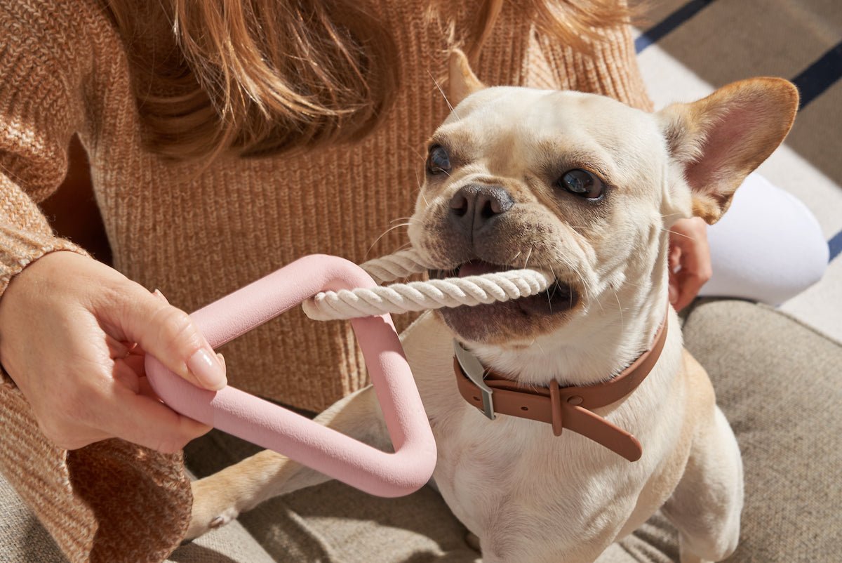 Best Dog Toys For Your Pup’s Teeth