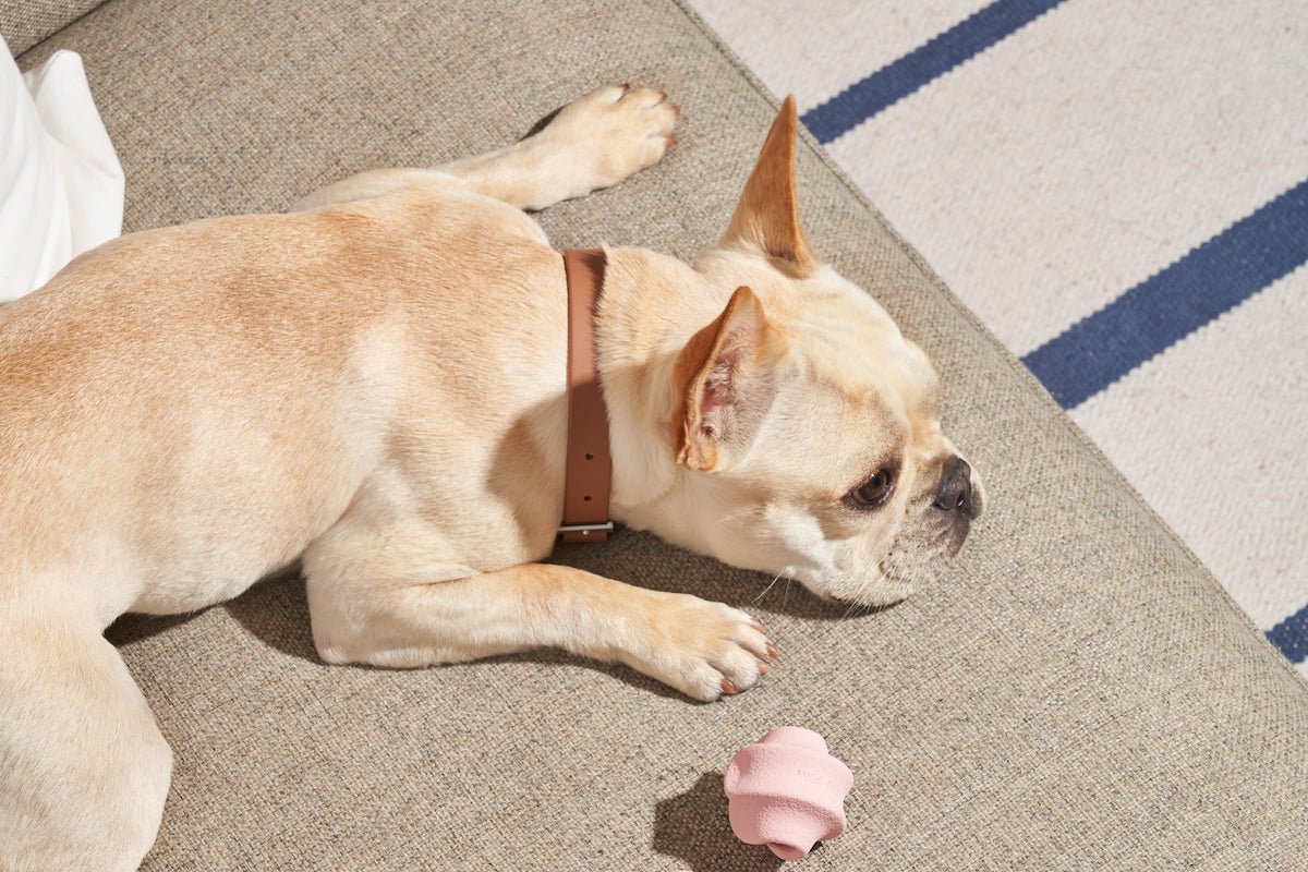 What To Give Your Dog For Stress Relief