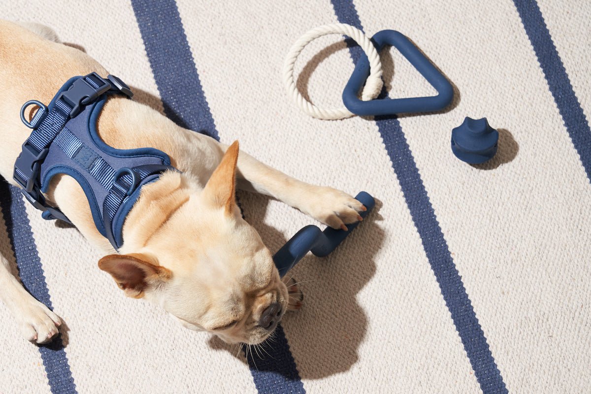 What To Expect About Puppy Teething