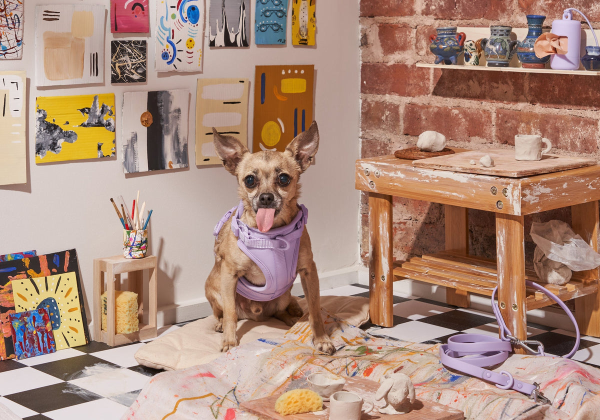 What To Know About Non-Shedding Dogs