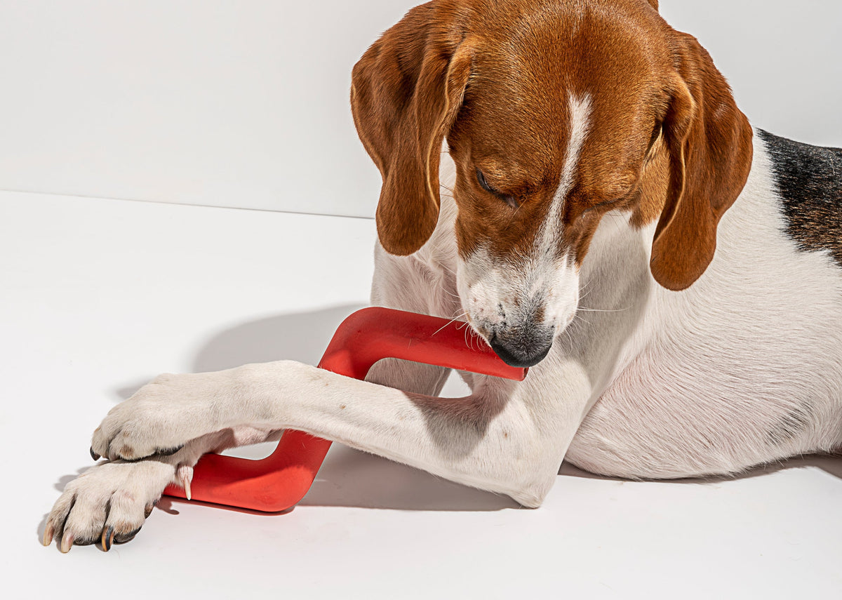 Benefits of Frozen Dog Treats & Recipes To Keep Them Cool