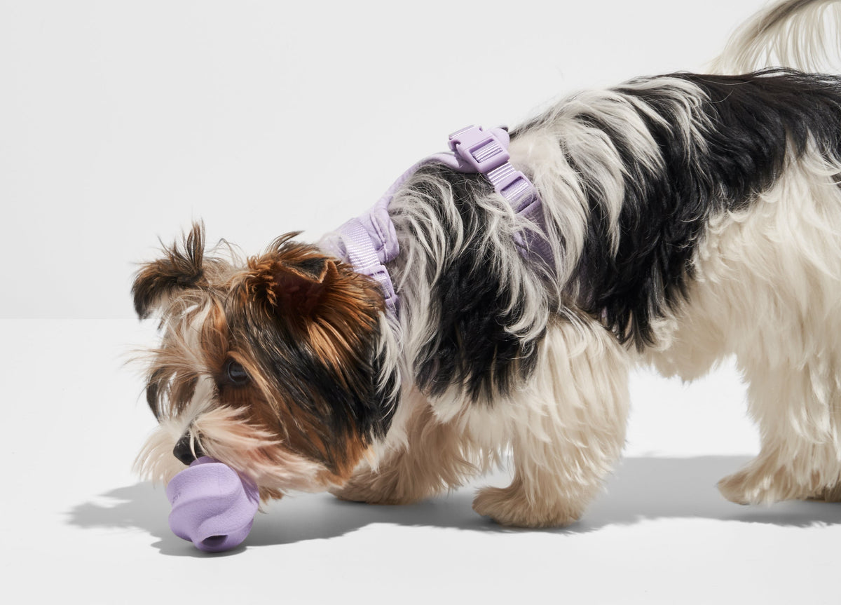 Squeaky Toys: Why Dogs Love Them