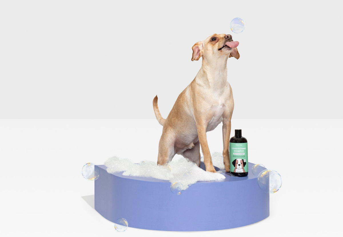 Dog Shampoo: Why You Need It & How To Choose The Best One
