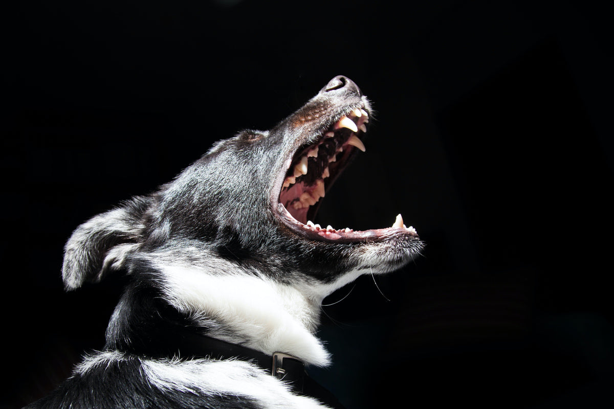 How to Train a Dog Not to Bite