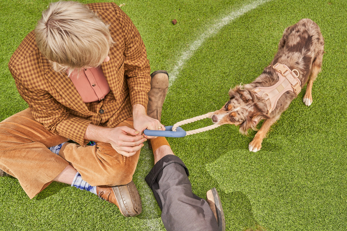 Best Toys for Your Dog