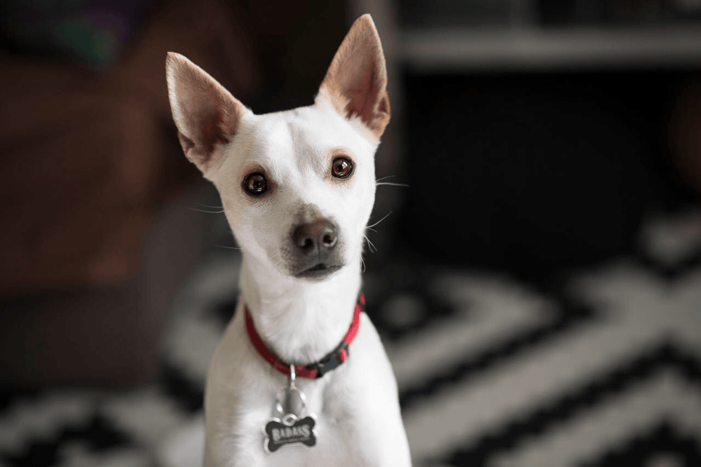 Everything To Know About Rescuing a Puppy