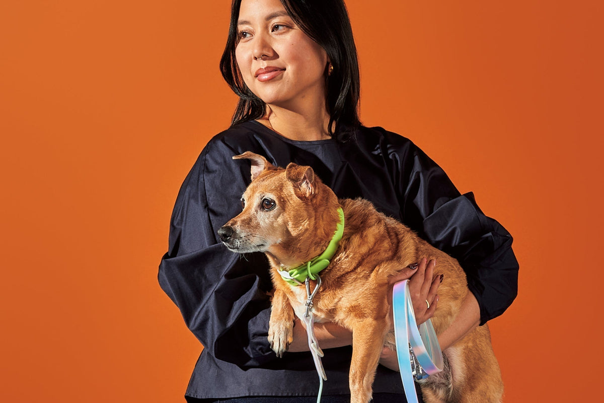 How to Choose the Best Dog Collar for Your Dog