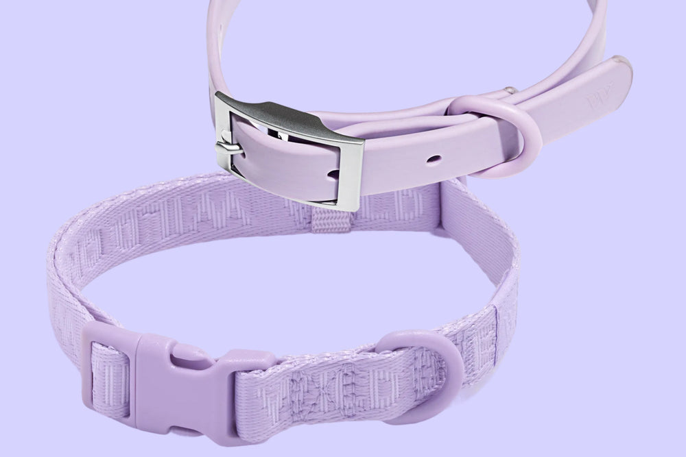 Which Collar Is Right For Your Dog?