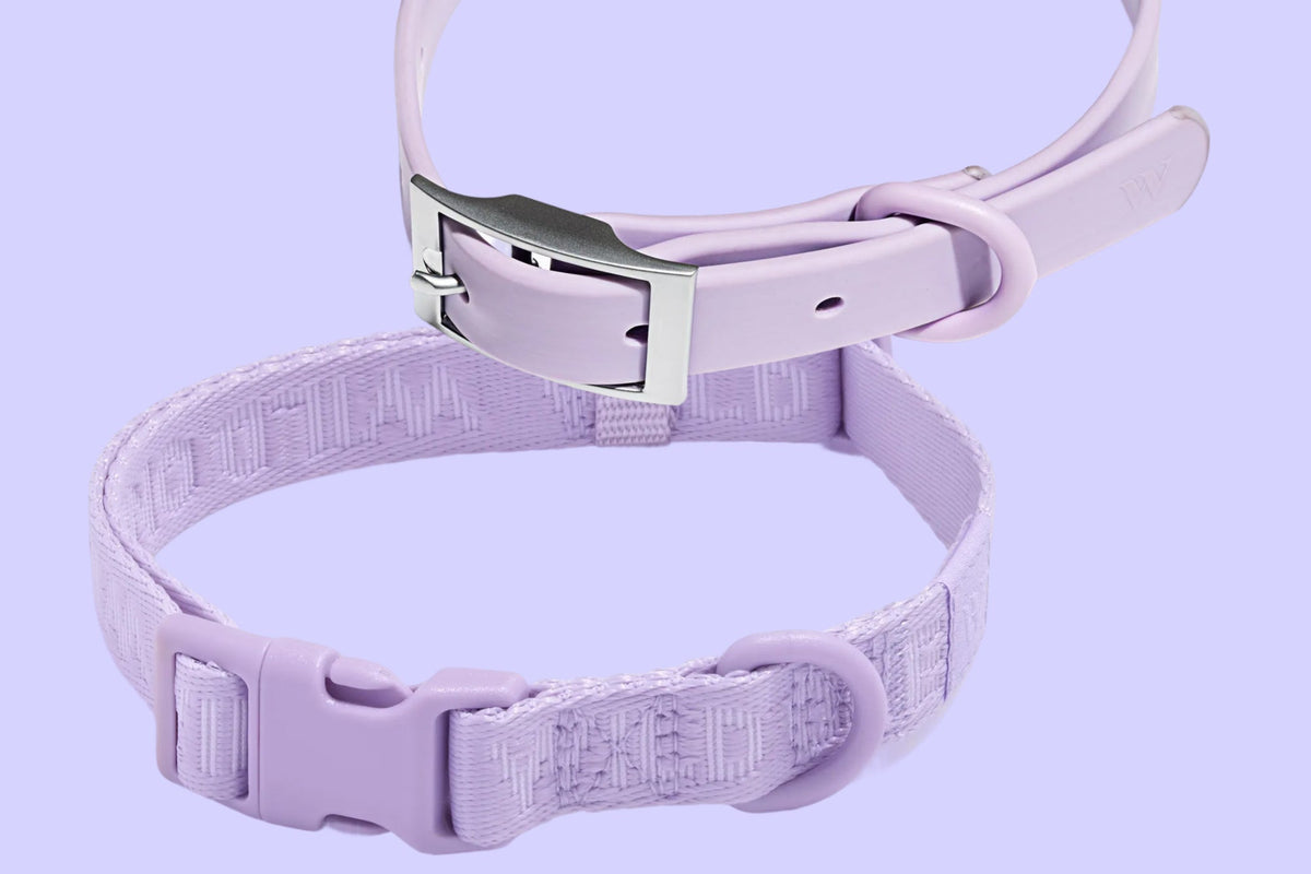 Which Collar Is Right For Your Dog?