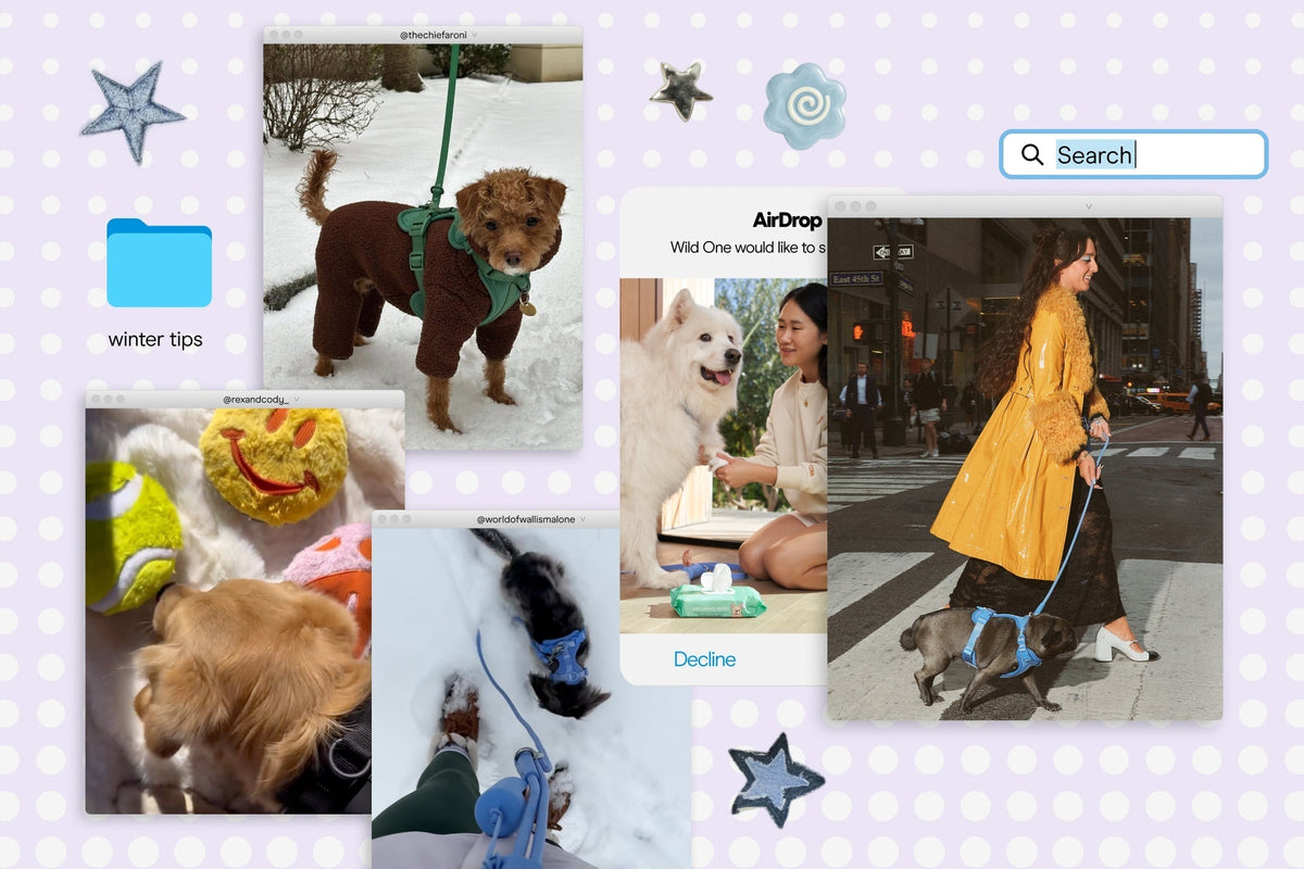 Wagpure Winter Survival Guide
