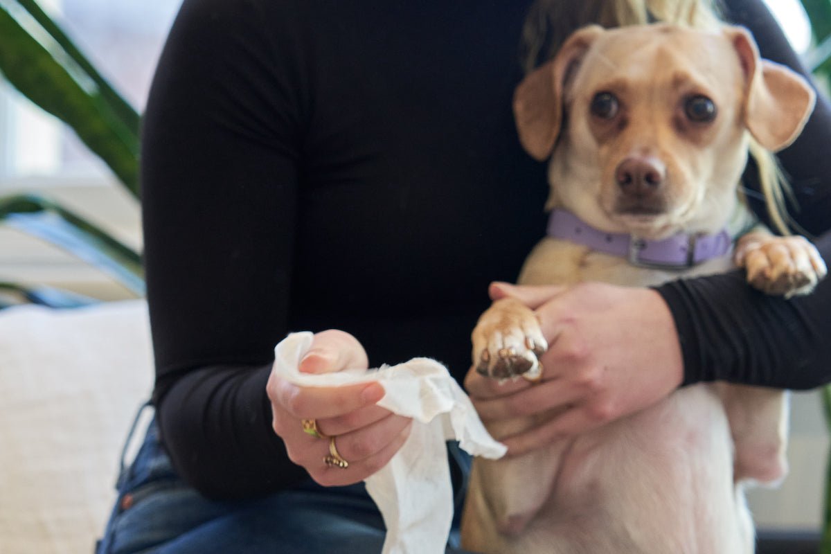 Dog Wipes: Like Baby Wipes but Made for Your Dog