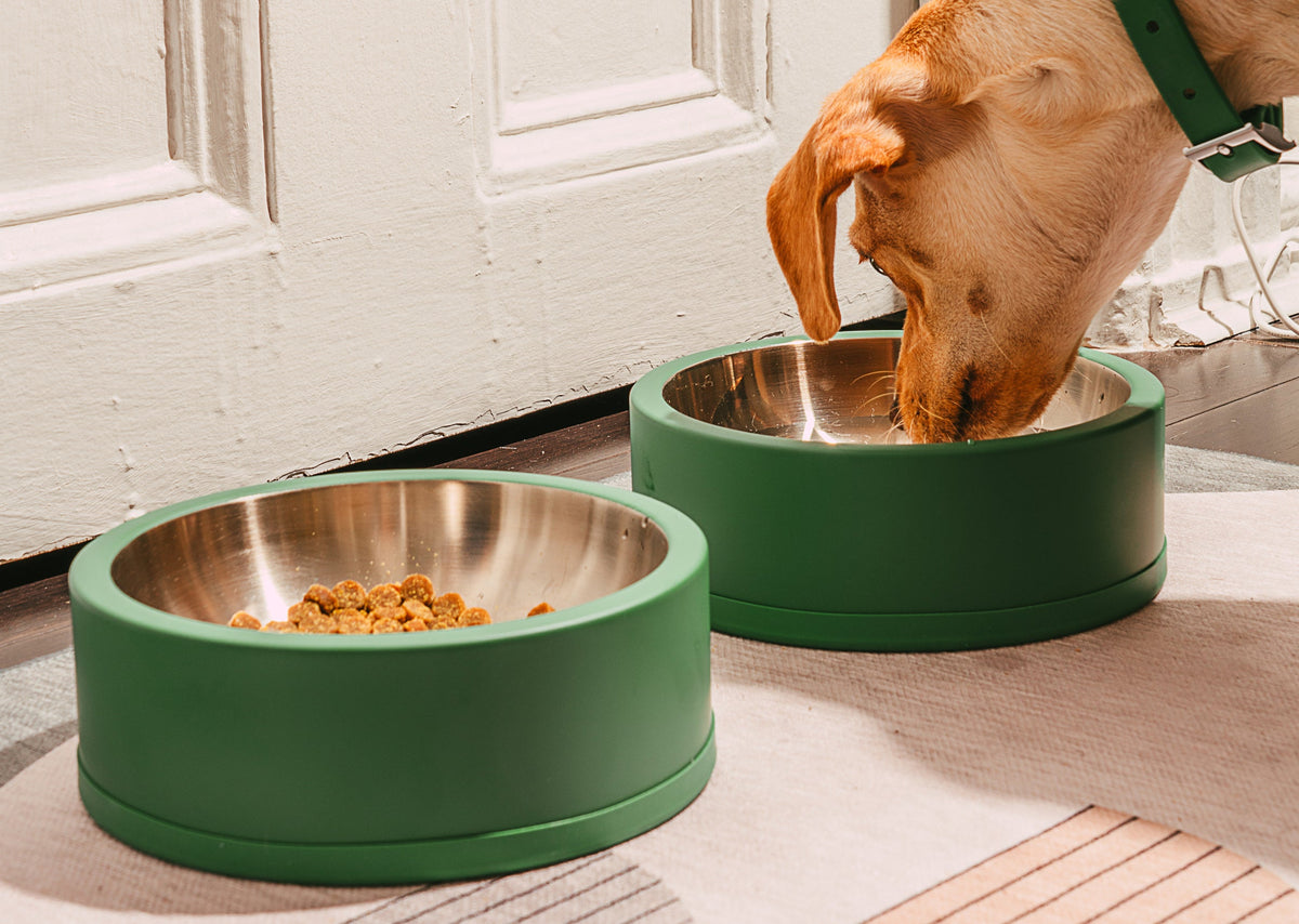 The Best Bowls For Your Dog