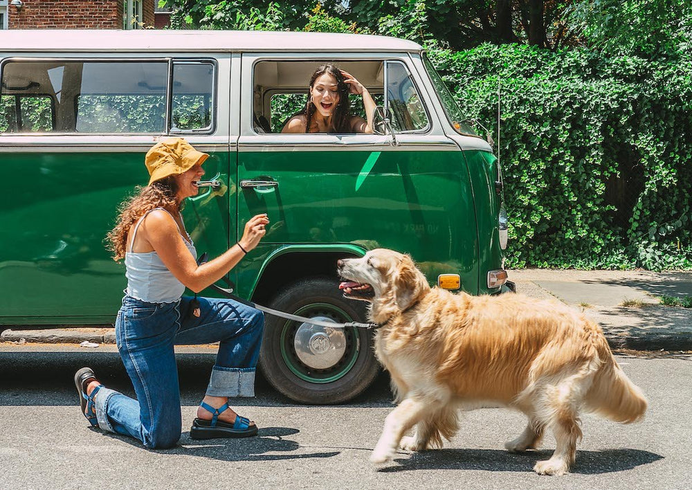 Dog Friendly Road Trips: 10 Places To Take Your Dog