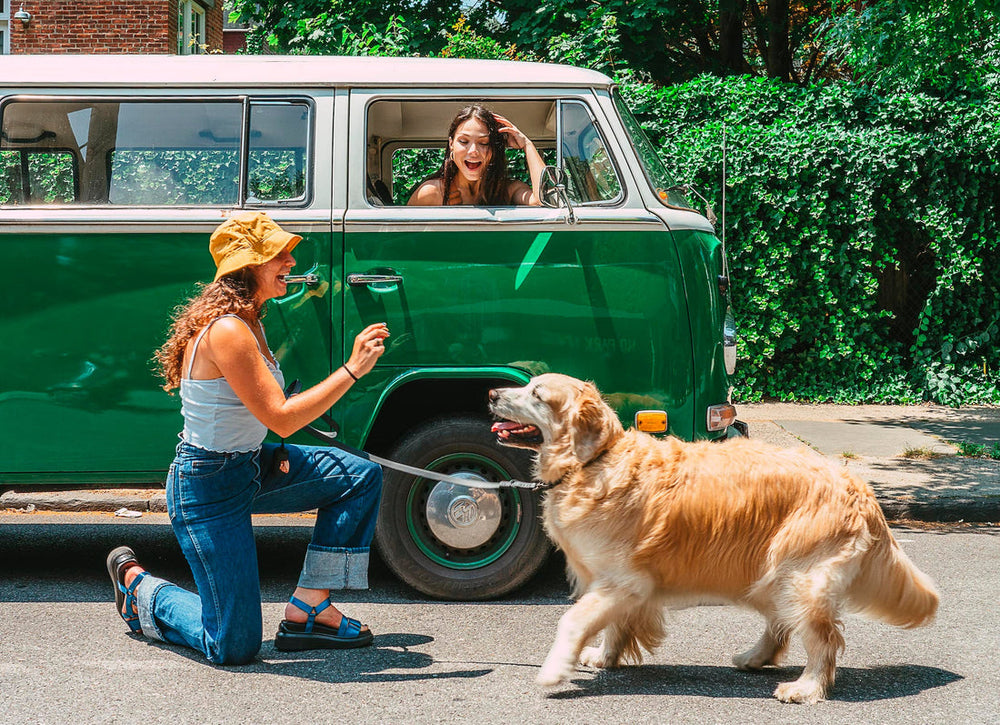 Tips For Managing Dog Stress In The Car