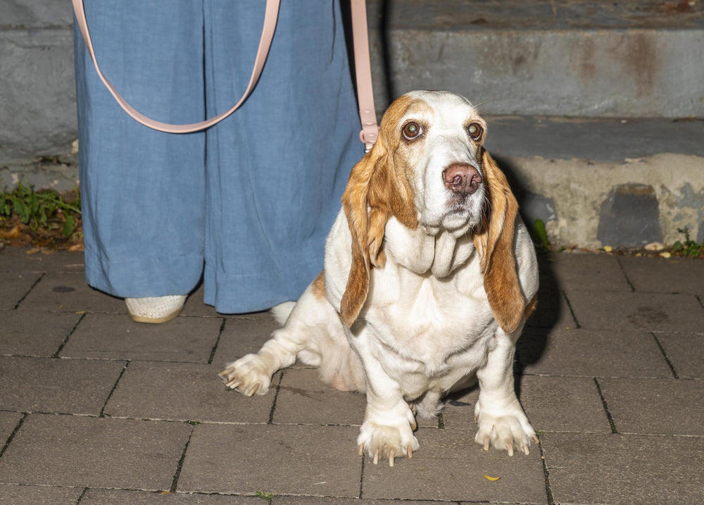 Guide to the Calmest Dogs Breeds