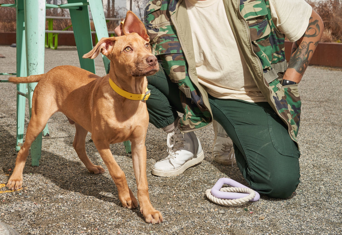 Choosing The Right Puppy Collar: Fit, Feel, and Durability