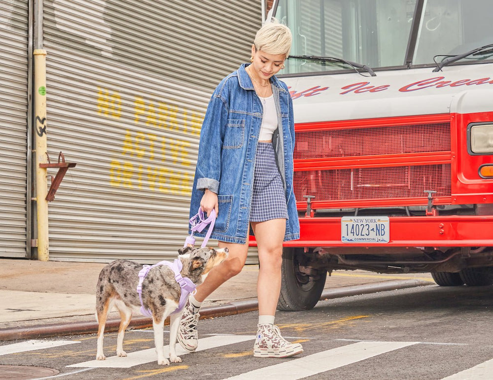 Dog Walk Training Guide for Leash Reactivity