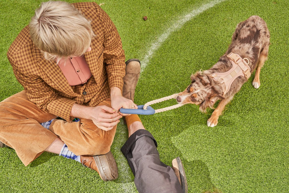 Games To Play With Your Active Dog