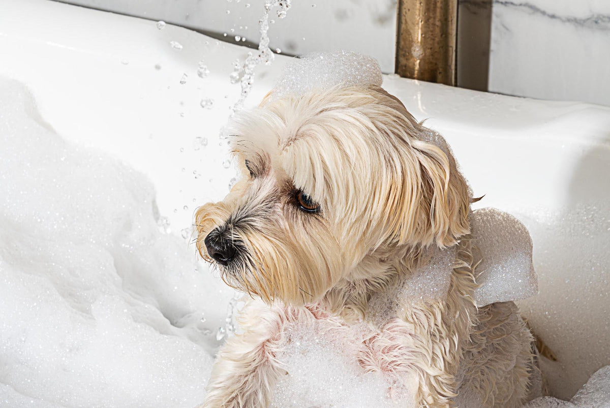 Epsom Salt Bath For Dogs Can Soothe Their Ailments