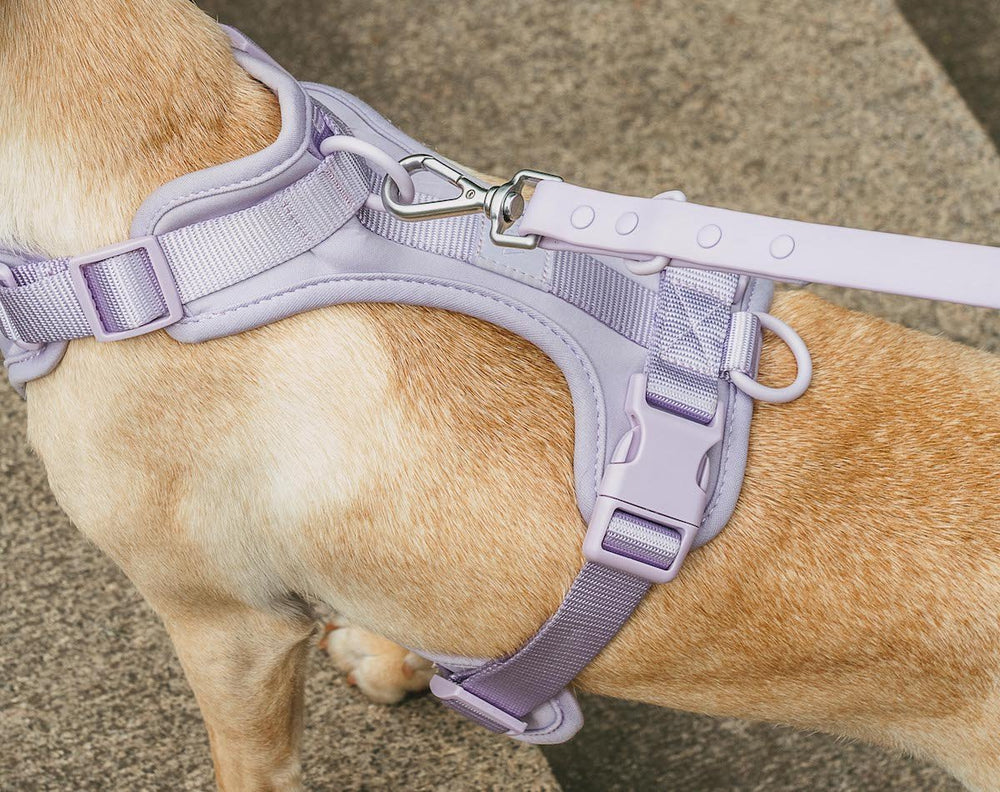 Benefits Of Using a Harness For Dogs