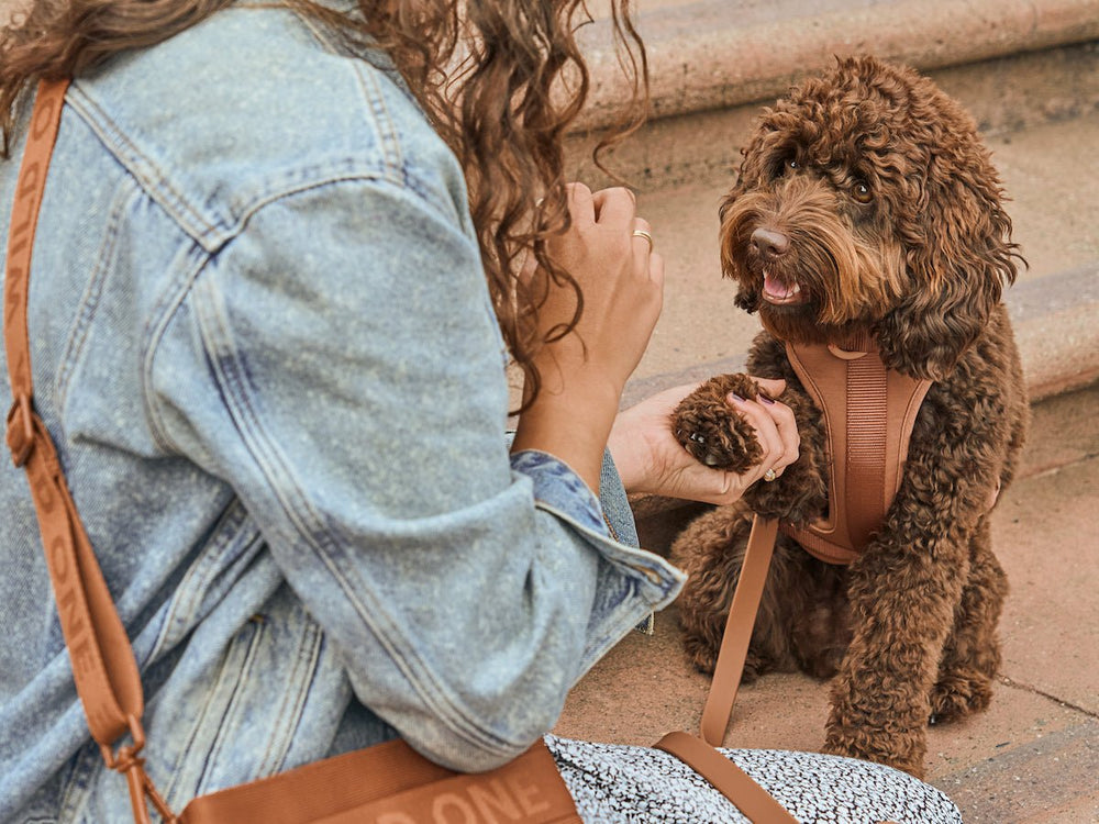 What To Do About Separation Anxiety in Dogs