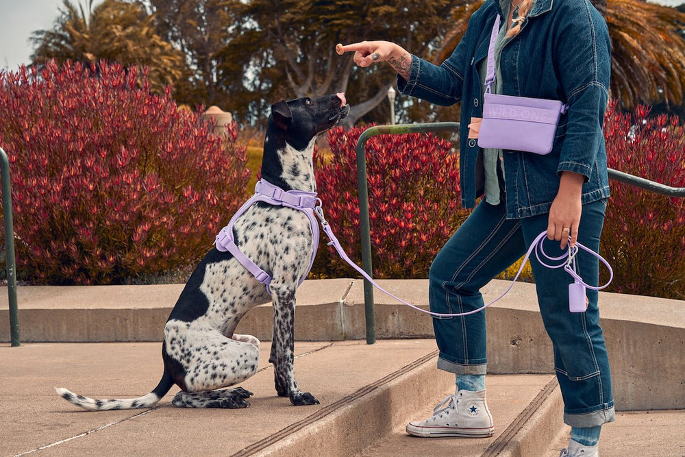 7 Dangers of Retractable Dog Leashes