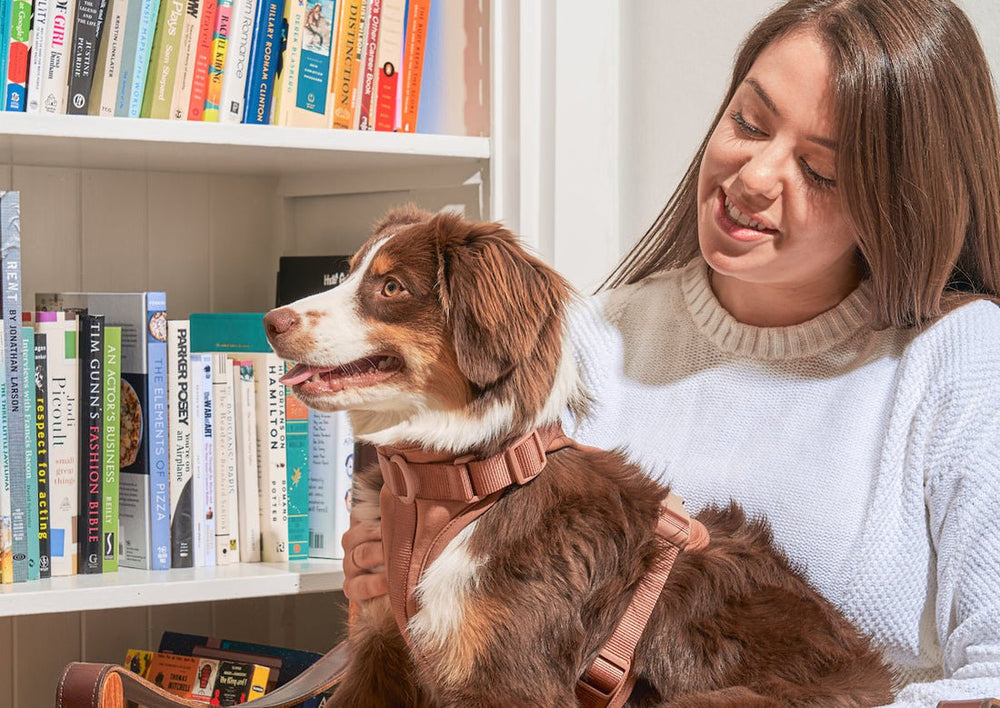 How Complete Guide For Putting On a Dog Harness
