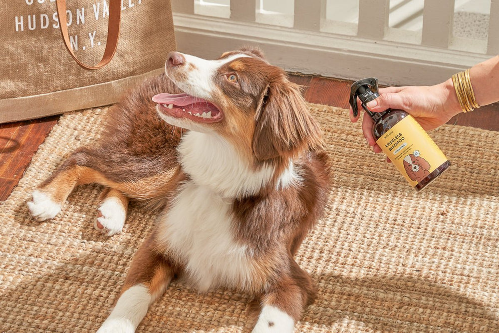 Dry Shampoo for Dogs: How To Keep Your Pup Clean Between Baths