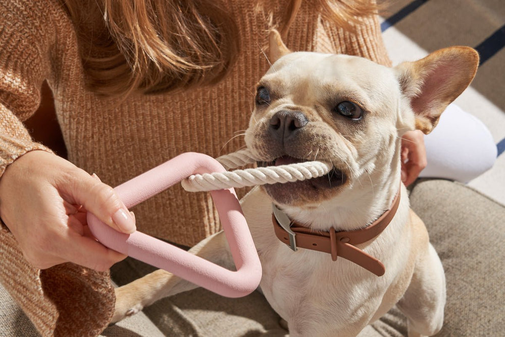 Best Dog Toys For Your Pup’s Teeth