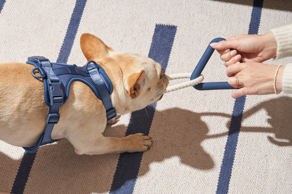 Why Dogs Love Tug-of-War