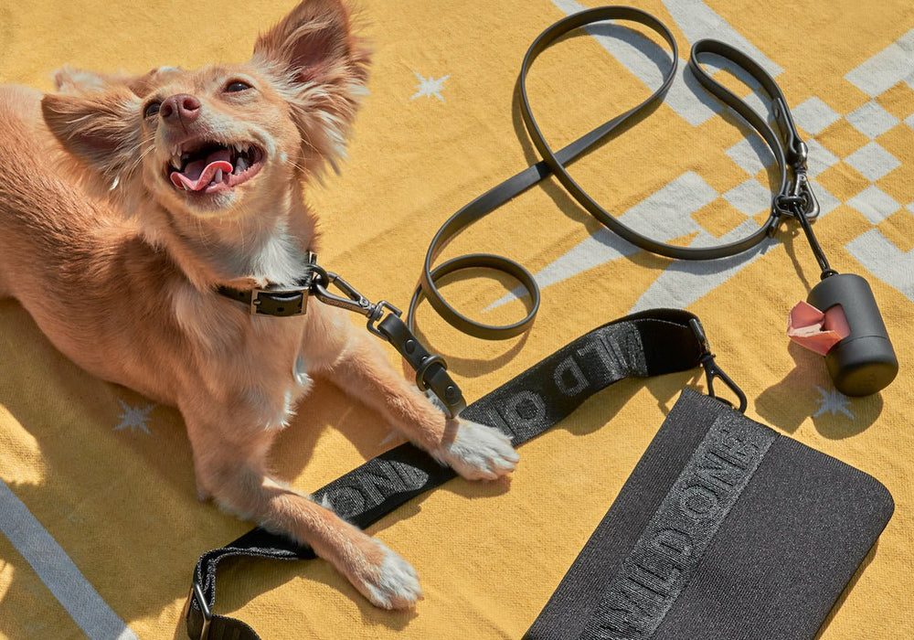 Dog Walking Accessory Must-Haves
