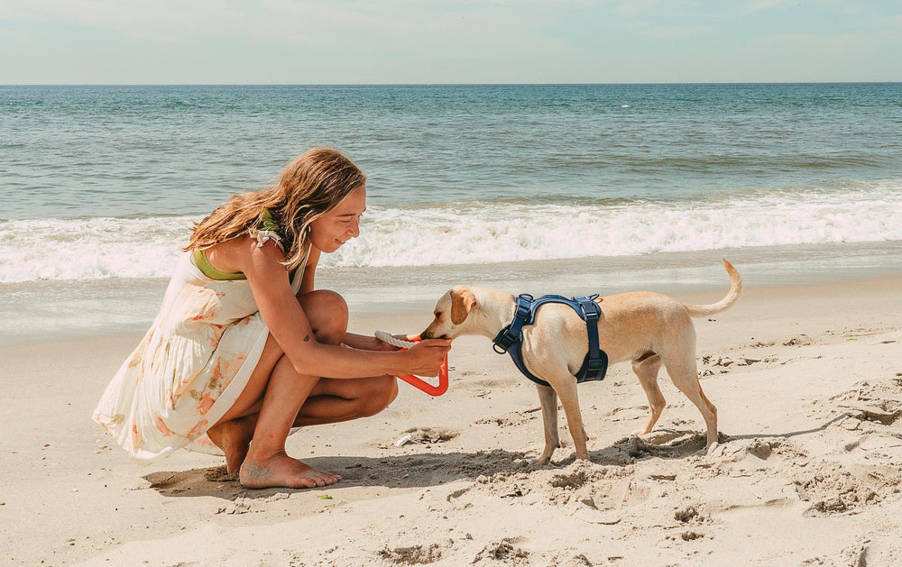 Dog Cooling Vests: What They Are & Why Your Pup Needs One This Summer