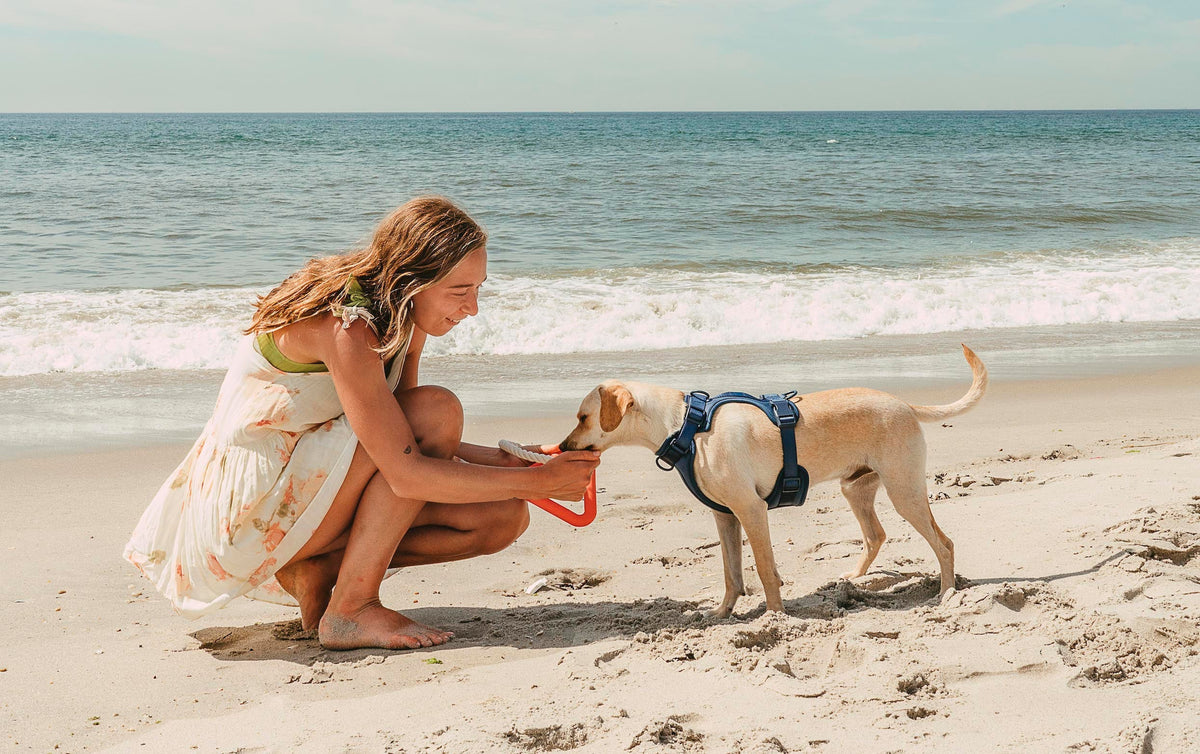 Dog Cooling Vests: What They Are & Why Your Pup Needs One This Summer