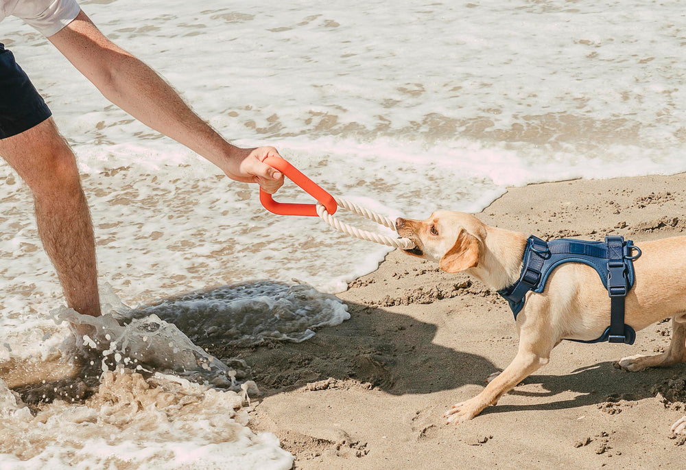 What Type of Dog Harness Is Best for Your Breed