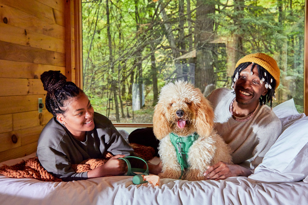 How to Find Dog-Friendly Hotels Near You
