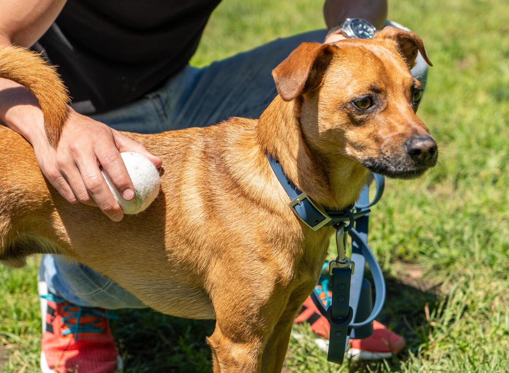 Waterproof Dog Collars To Keep Them Dry All Day