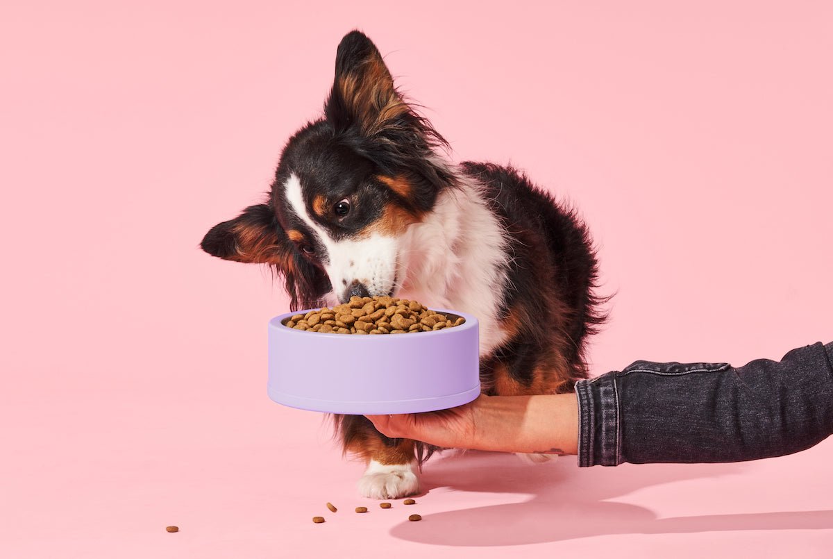 Guide To Best Dog Food For Allergies