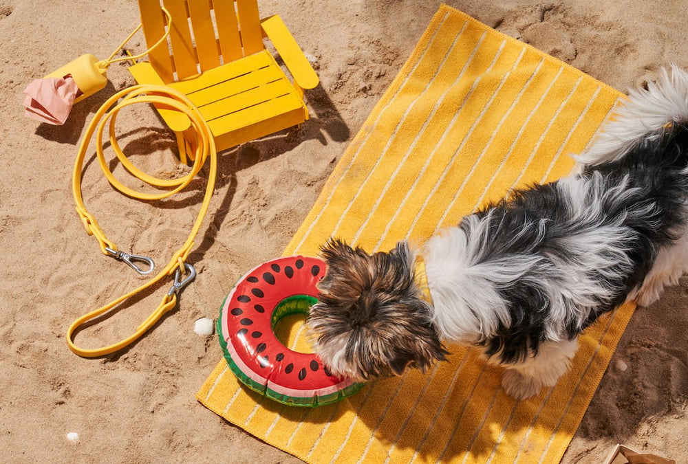 What To Look For In A Waterproof Dog Collar