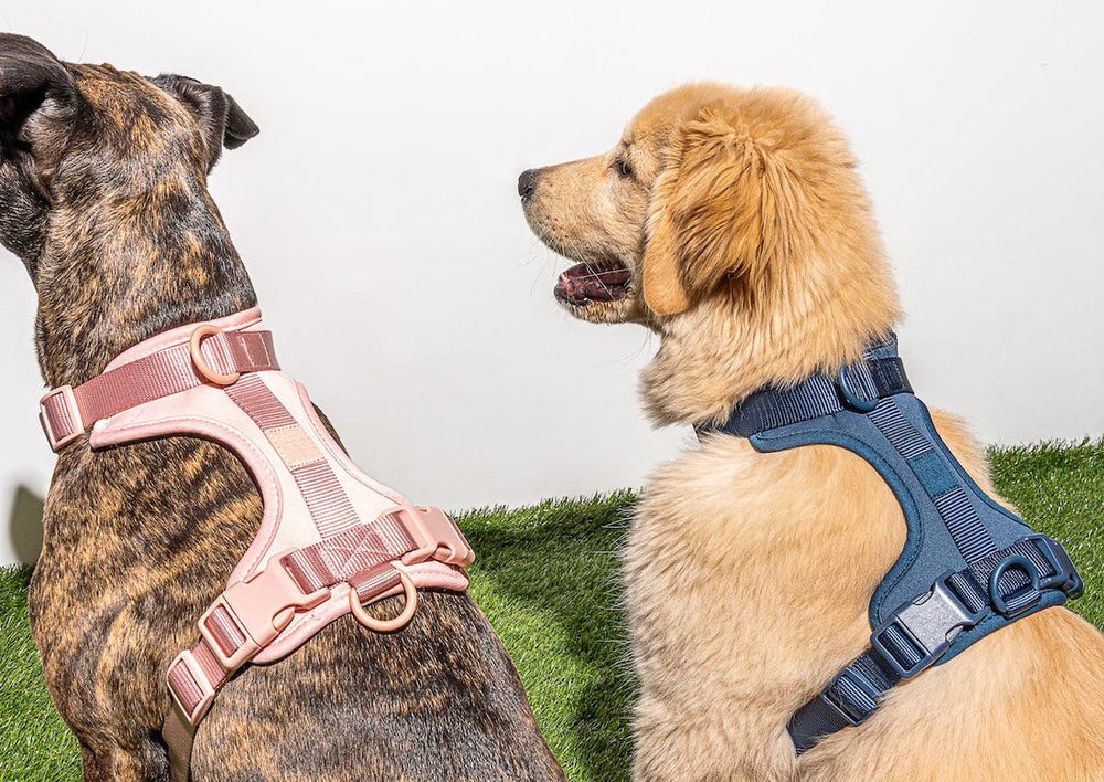 Complete Guide For Putting On a Dog Harness