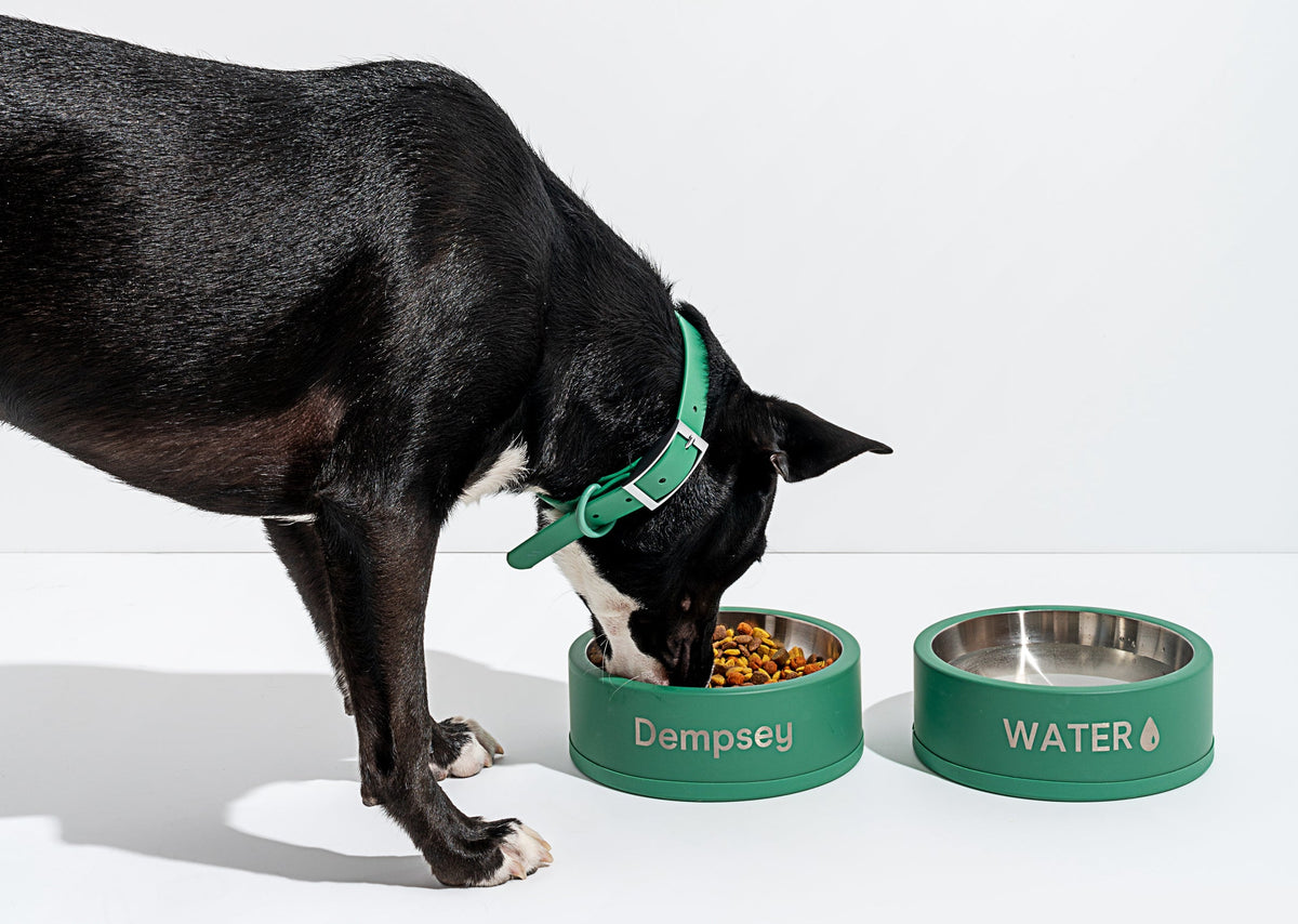 Dog Food Guide: Best Options For Allergies