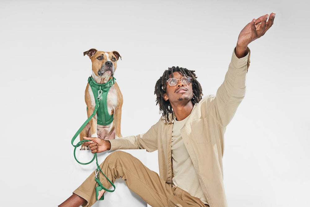 Heavy-Duty Dog Harnesses: When You Need Them & Top Recommendations