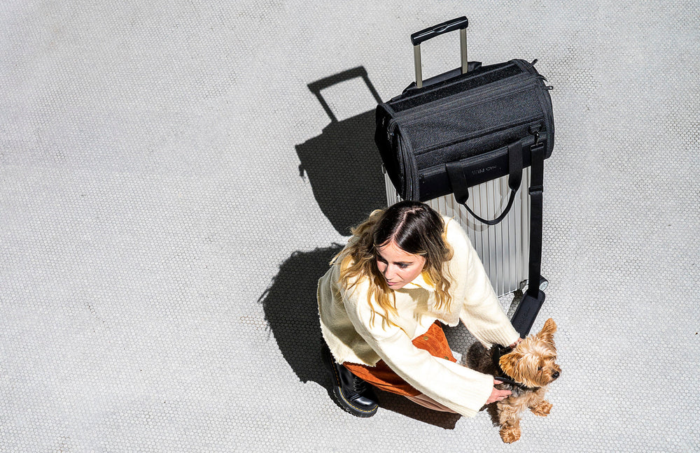 How To Travel Long Distance With a Dog Safely